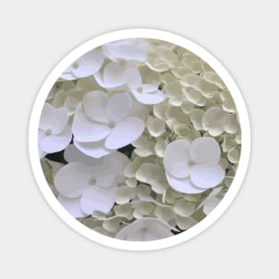 White Hydrangea Blossoming Flowers Magnet